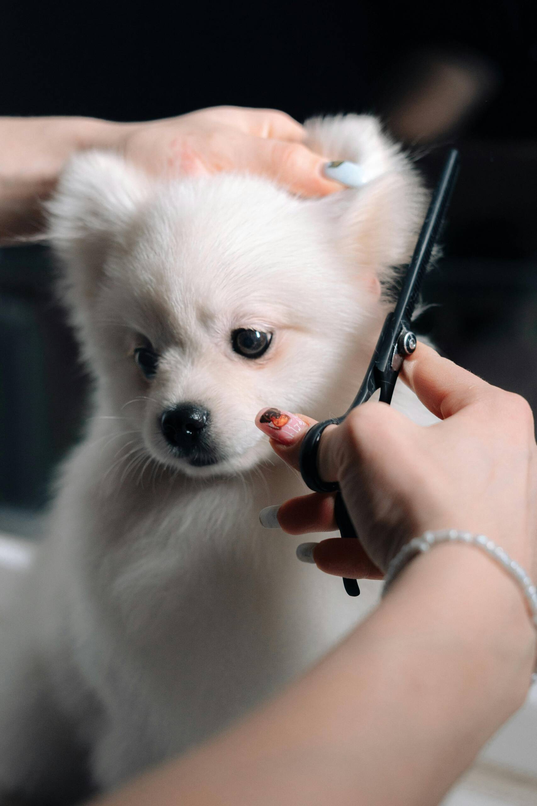 Pet Grooming